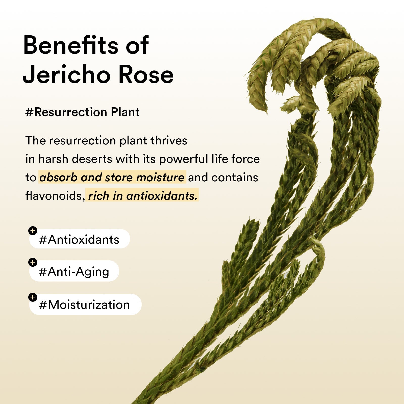 Abib Jericho Rose eye patch for dark circles