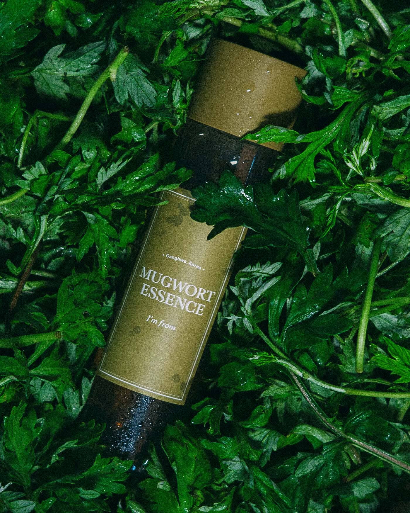 I'm From Mugwort Essence - detail